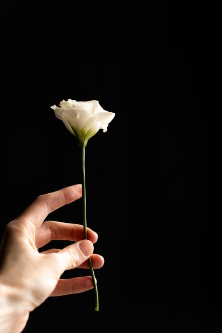 A close-up image of a hand holding a single, elegant white rose with a long green stem, set against a solid black background. The rose has soft, fresh petals with a subtle texture, and the hand is pos