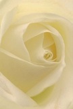The photograph draws you deep into the heart of a cream-white rose, where each layer unfurls softly towards the light, echoing Colliers Wood's peaceful charm. Imagine the gentle touch of dew on velvet petals, curled in a graceful spiral-textures so delicate, they seem to float on air. The interplay of ivory and cream creates gentle shadows that heighten the bloom's serene presence, much like the calm atmosphere of the Wandle's banks at sunrise. There's an undeniable tranquility here, making the rose an emblem of both comfort and hope-well suited for sympathy, admiration, or celebrating milestones. The expert hands of Colliers Wood Flowers ensure every petal rests in harmony, embodying the care and intent behind every meaningful bouquet chosen. The imagined fragrance, sweet yet subtle, lingers in the air, a quiet testament to craftsmanship and heartfelt sentiment. Every aspect tells the story of artistry grounded in Colliers Wood's vibrant community and thoughtful floral tradition.